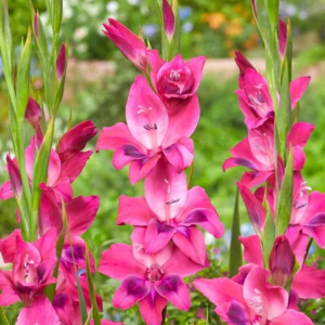 MIECZYK - VULCANO NANUS