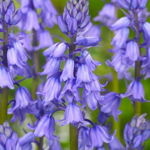 HIACYNTOWIEC - BLUE HISPANICA