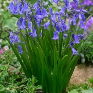 HIACYNTOWIEC - NON-SCRIPTA