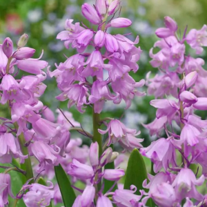 HIACYNTOWIEC - PINK HISPANICA