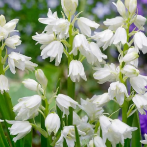 HIACYNTOWIEC - WHITE HISPANICA