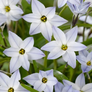 IFEJON JEDNOKWIATOWY