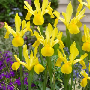 KOSACIEC HOLENDERSKI - GOLDEN HARVEST