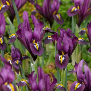 KOSACIEC ŻYŁKOWANY - J.S. DIJT