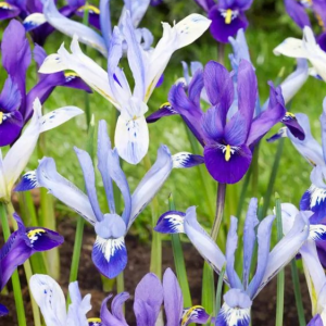 KOSACIEC ŻYŁKOWANY - MIXED