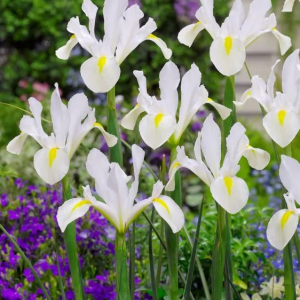 KOSACIEC HOLENDERSKI - WHITE VAN VLIET