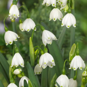 ŚNIEŻYCA - AESTIVUM