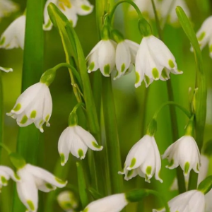 ŚNIEŻYCA - GRAVETYE GIANT