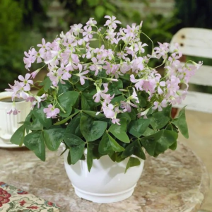 SZCZAWIK TRÓJKĄTNY - FANNY