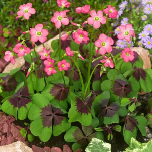 SZCZAWIK CZTEROLISTNY - IRON CROSS