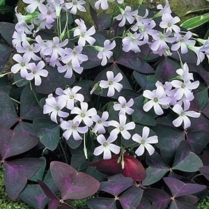 SZCZAWIK TRÓJKĄTNY