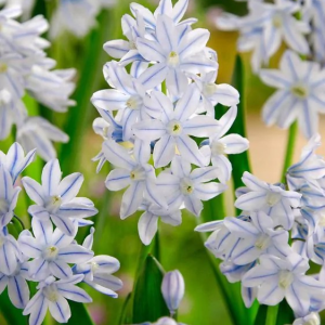 PUSZKINIA CEBULICOWATA - LIBANOTICA