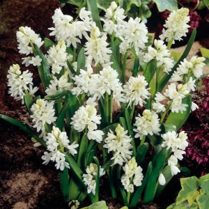 PUSZKINIA CEBULICOWATA - LIBANOTICA ALBA