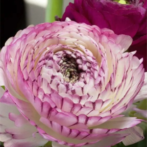 JASKIER - ELEGANCE BIANCO STRIATO