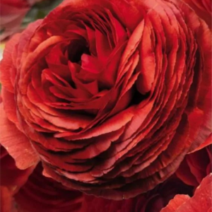 JASKIER - ELEGANCE CIOCCOLATO