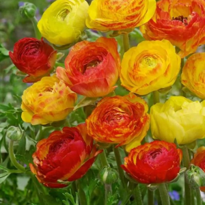 JASKIER - PICOTEE ORANGE