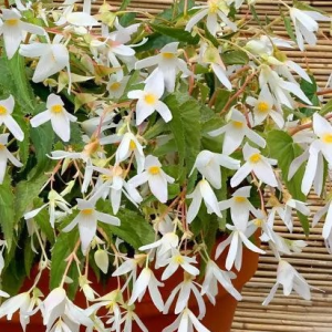BEGONIA - BERTINII SANTA BARBARA