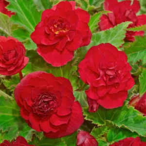 BEGONIA - DOUBLE RED