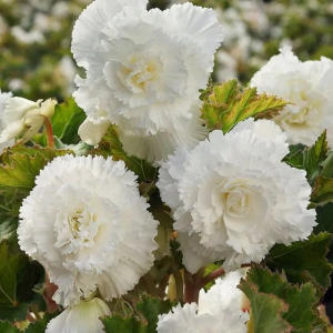 BEGONIA STRZĘPIASTA - WHITE