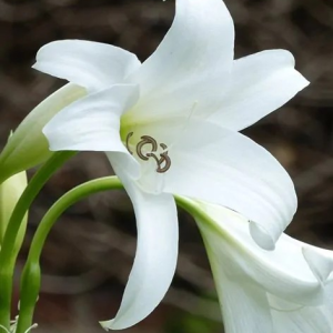 PONĘTLIN - POWELLII ALBUM