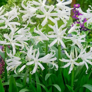 NERINA BOWDENA - ALBA