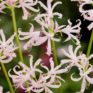 NERINA BOWDENA - VESTA K