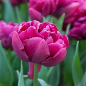 TULIPAN - ALISON BRADLEY