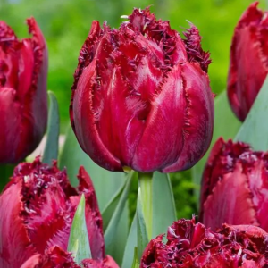 TULIPAN - CRANBERRY THISTLE