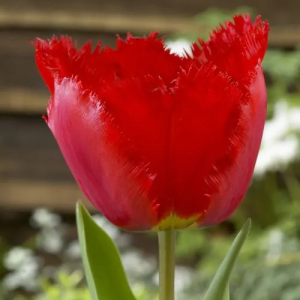 TULIPAN - CRYSTAL BEAUTY