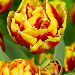 TULIPAN - DOUBLE FOCUS