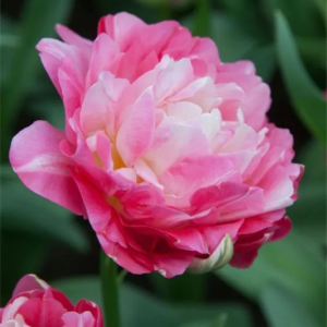 TULIPAN - DOUBLE SUGAR