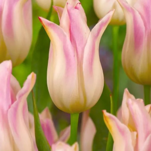 TULIPAN - ELEGANT LADY