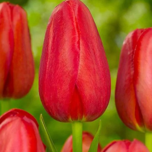 TULIPAN - ILE DE FRANCE