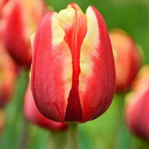 TULIPAN - JAN SEIGNETTE