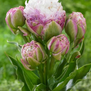 TULIPAN - PEGGY WONDER