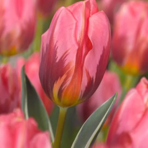 TULIPAN - PRETTY PRINCESS