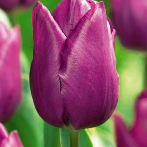 TULIPAN - PURPLE PRINCE