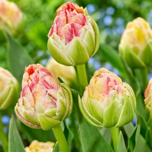 TULIPAN - SPRINKLE DIP