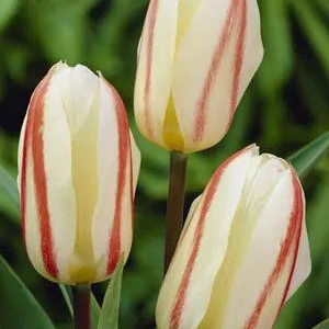 TULIPAN - WHITE FIRE