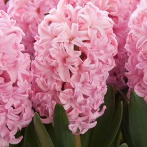 HIACYNT - ANNA MARIE