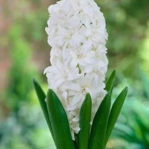 HIACYNT - SNOW CRYSTAL