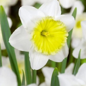 NARCYZ - ICE FOLLIES