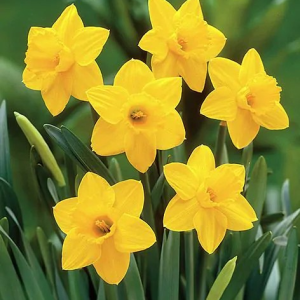 NARCYZ - SAINT KEVERNE