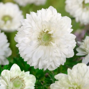 ZAWILEC - MOUNT EVEREST ST. BRIGID