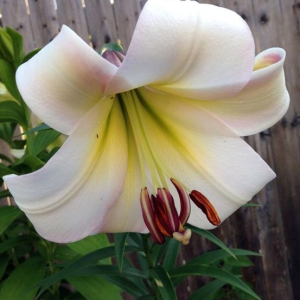 LILIA - EASTERN MOON