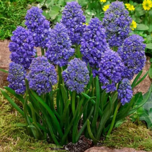 SZAFIREK ARMEŃSKI - FANTASY CREATION