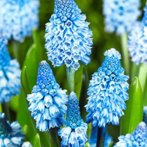 SZAFIREK - AZUREUM BLUE