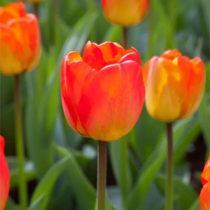 TULIPAN - ORANGE QUEEN