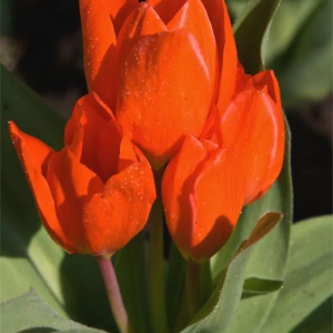 TULIPAN - PINOCCHIO CORAL