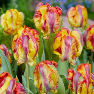 TULIPAN - RASTA PARROT